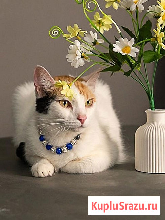 Ласковая и нежная кошечка Снежинка ищет дом Москва - изображение 4