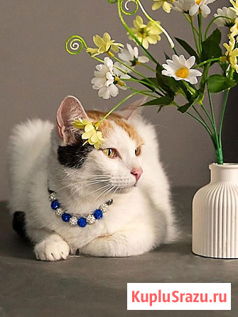 Ласковая и нежная кошечка Снежинка ищет дом Москва - изображение 2