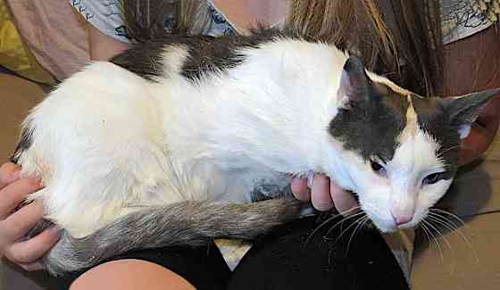 Зюфа ищет дом Санкт-Петербург