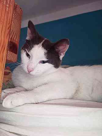 Зюфа ищет дом Санкт-Петербург