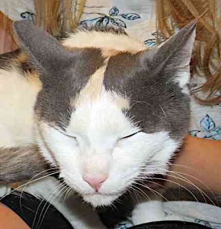 Зюфа ищет дом Санкт-Петербург