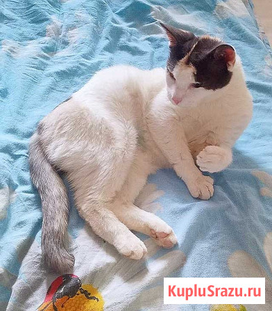 Зюфа ищет дом Санкт-Петербург - изображение 1