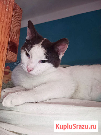 Зюфа ищет дом Санкт-Петербург - изображение 2