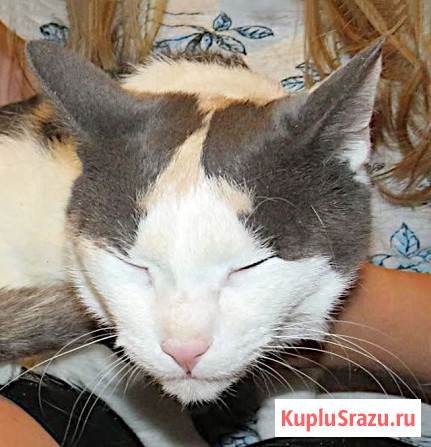 Зюфа ищет дом Санкт-Петербург - изображение 4