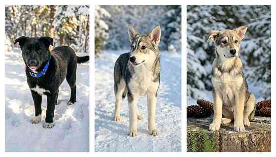 Три щенячьх сердца ищут добрых хозяев Москва