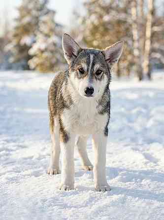 Три щенячьх сердца ищут добрых хозяев Москва