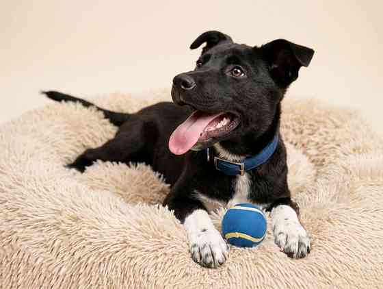 Три щенячьх сердца ищут добрых хозяев Москва