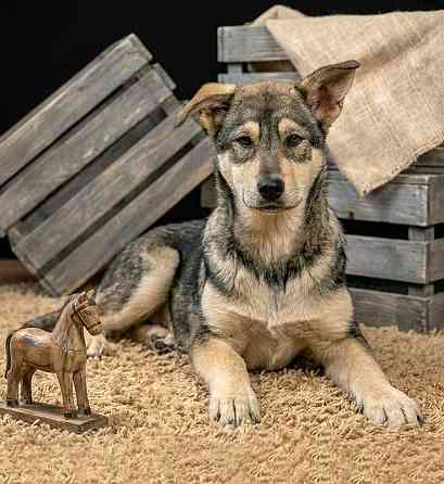 Три щенячьх сердца ищут добрых хозяев Москва