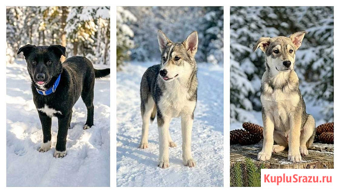 Три щенячьх сердца ищут добрых хозяев Москва - изображение 1