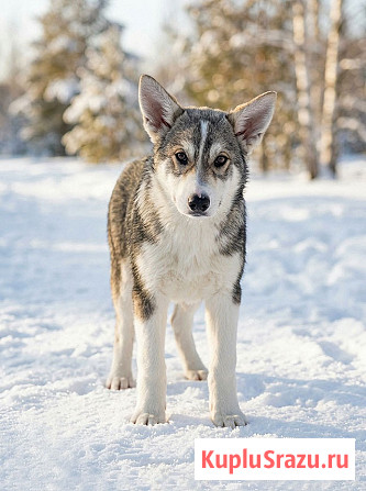 Три щенячьх сердца ищут добрых хозяев Москва - изображение 3