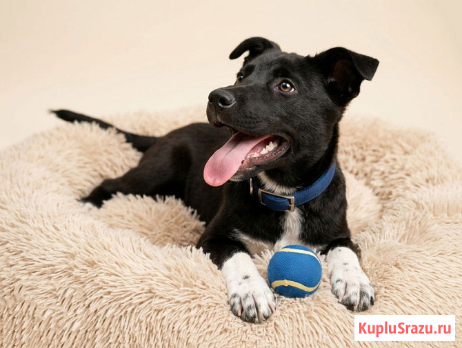 Три щенячьх сердца ищут добрых хозяев Москва - изображение 2