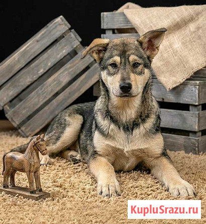 Три щенячьх сердца ищут добрых хозяев Москва - изображение 4