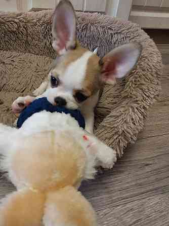 Щенки Чихуахуа Керчь