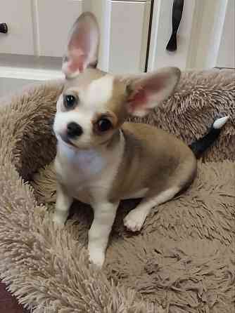 Щенки Чихуахуа Керчь