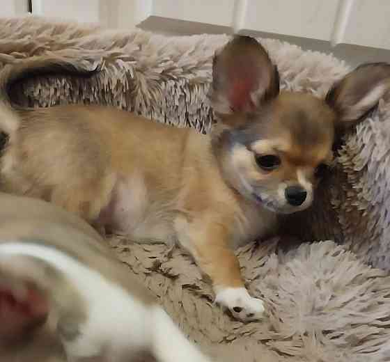 Щенки Чихуахуа Керчь