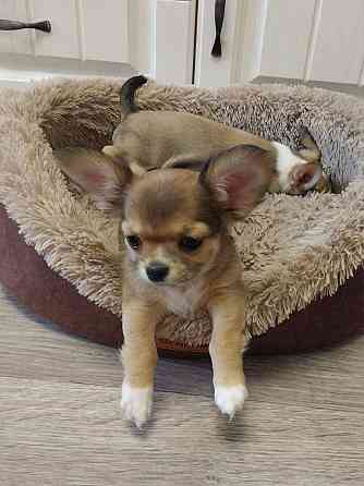 Щенки Чихуахуа Керчь