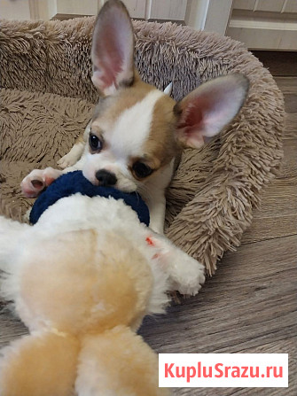 Щенки Чихуахуа Керчь - изображение 2