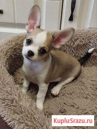 Щенки Чихуахуа Керчь - изображение 1