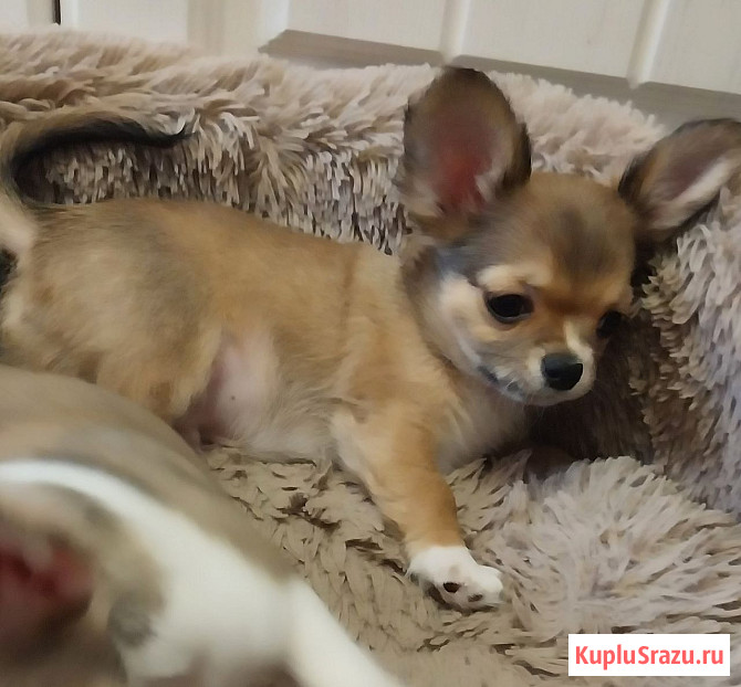 Щенки Чихуахуа Керчь - изображение 4