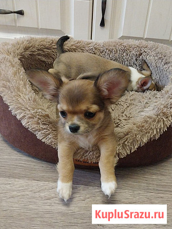 Щенки Чихуахуа Керчь - изображение 3