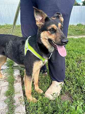 Чудесная ласковая молодая собачка Клепа ищет дом Москва