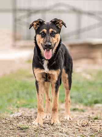 Чудесная ласковая молодая собачка Клепа ищет дом Москва