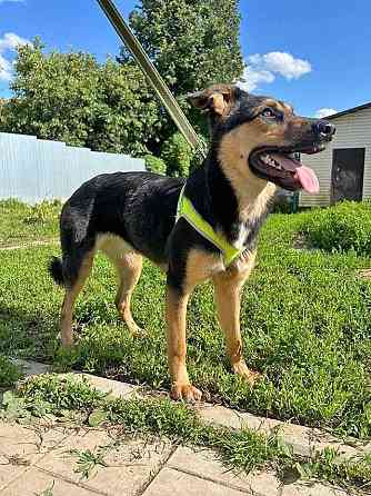 Чудесная ласковая молодая собачка Клепа ищет дом Москва