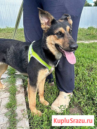 Чудесная ласковая молодая собачка Клепа ищет дом Москва - изображение 2