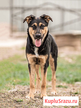 Чудесная ласковая молодая собачка Клепа ищет дом Москва - изображение 1
