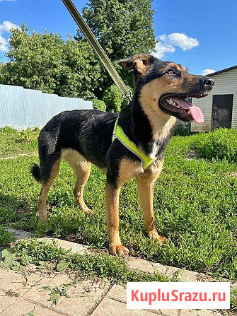 Чудесная ласковая молодая собачка Клепа ищет дом Москва - изображение 4