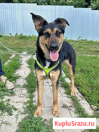 Чудесная ласковая молодая собачка Клепа ищет дом Москва - изображение 3