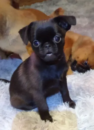 Щенок птии брабансон девочка Тула