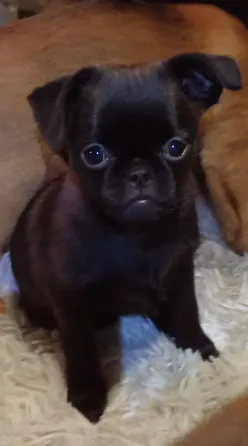 Щенок птии брабансон девочка Тула