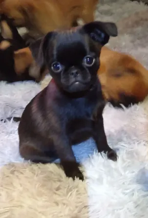 Щенок птии брабансон девочка Тула