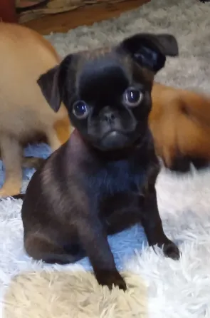 Щенок птии брабансон девочка Тула