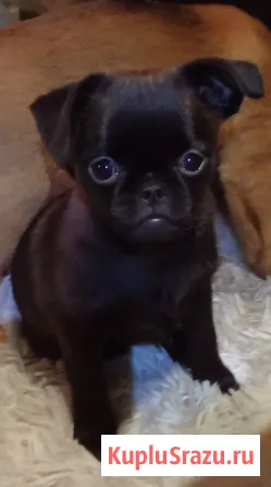 Щенок птии брабансон девочка Тула - изображение 4