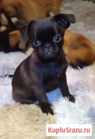 Щенок птии брабансон девочка Тула - изображение 2