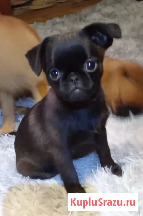 Щенок птии брабансон девочка Тула - изображение 3