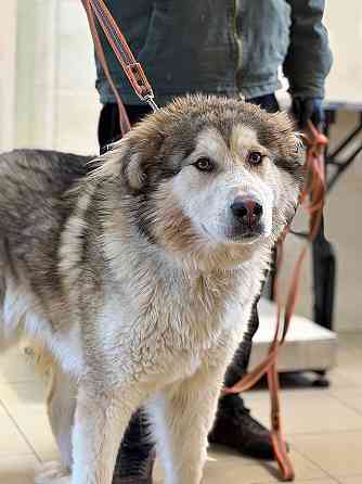 Молодая домашняя собака Тали, аляскинский маламут ищет дом Москва