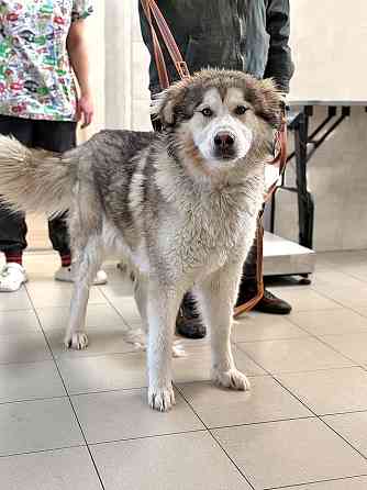 Молодая домашняя собака Тали, аляскинский маламут ищет дом Москва