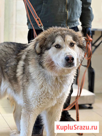 Молодая домашняя собака Тали, аляскинский маламут ищет дом Москва - изображение 2