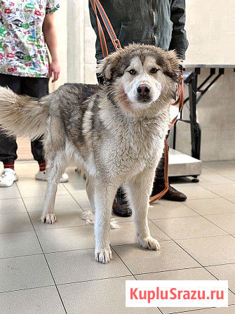 Молодая домашняя собака Тали, аляскинский маламут ищет дом Москва - изображение 1