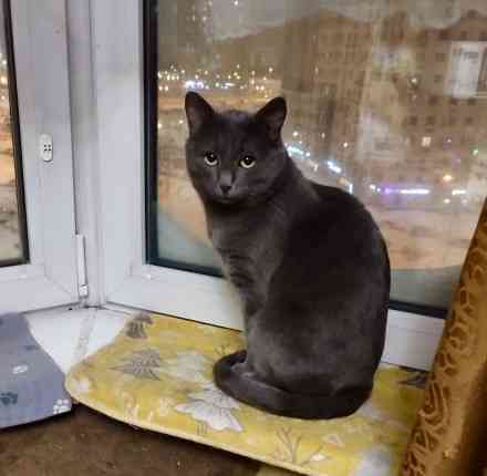 Маффин, серый красавец с мягким сердцем ищет дом Москва