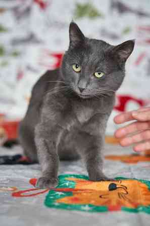 Маффин, серый красавец с мягким сердцем ищет дом Москва