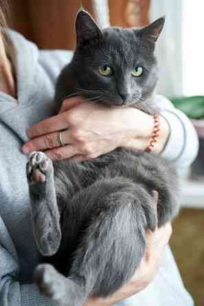 Маффин, серый красавец с мягким сердцем ищет дом Москва