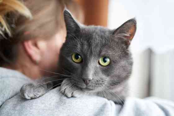 Маффин, серый красавец с мягким сердцем ищет дом Москва