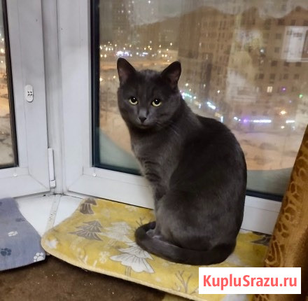 Маффин, серый красавец с мягким сердцем ищет дом Москва - изображение 1