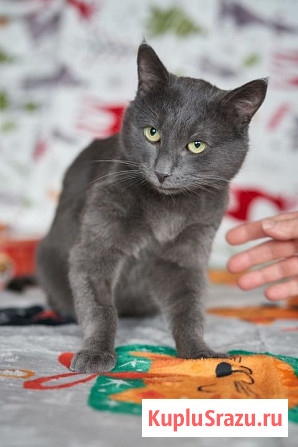 Маффин, серый красавец с мягким сердцем ищет дом Москва - изображение 4