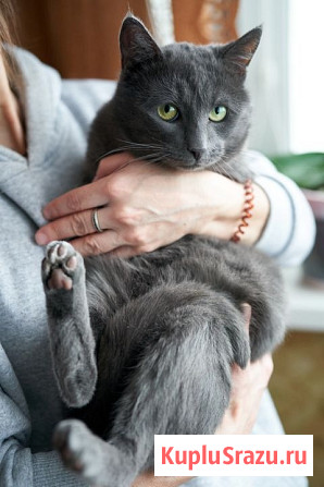 Маффин, серый красавец с мягким сердцем ищет дом Москва - изображение 3