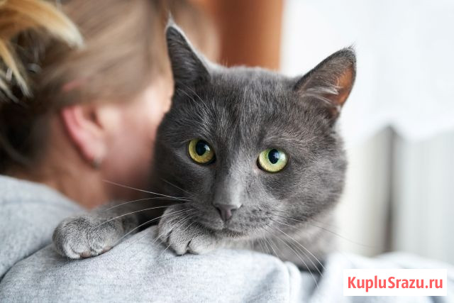 Маффин, серый красавец с мягким сердцем ищет дом Москва - изображение 2